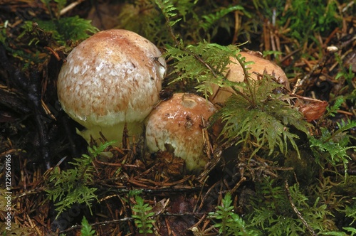 Honey fungus (Armillaria spp.) mushrooms with moss, Norway, Scandinavia, Europe photo