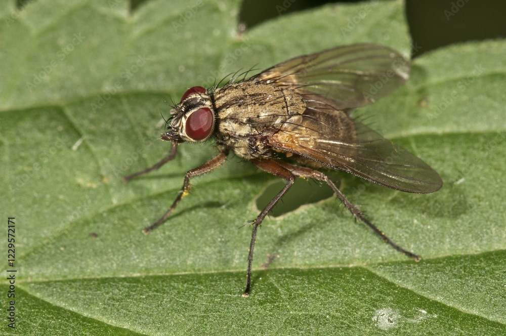 Obraz premium Muscid Fly (Phaonia angelicae), Untergroeningen, Baden-Wuerttemberg, Germany, Europe