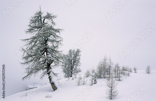 Trees in the snow Fanes area Dolomites