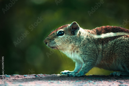 Curious squirrel in natural habitat