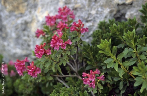 Alpine roses Rhododendron ferrugineum photo