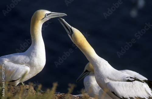 Northern Gannet (Sula bassana) during courtship on the Lummenfelsen rock, Helgoland island, Germany, Europe photo