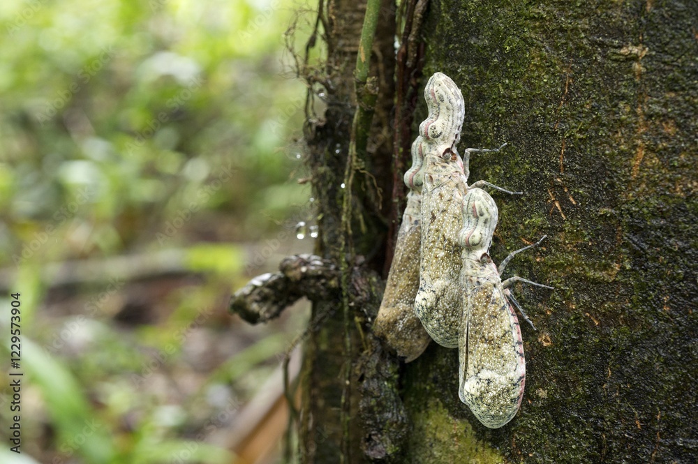 Lantern fly (Fulgora laternaria), Laguna del Lagarto Lodge, Alajuela, Costa Rica, Central America