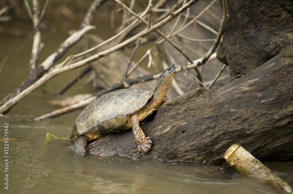 Black River Turtle or Black Wood Turtle (Rhinoclemmys funerea), Costa Rica, Central America Black River Turtle or Black Wood Turtle (Rhinoclemmys funerea), Costa Rica, Central America