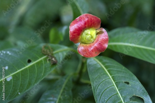 Sore-mouth bush (Psychotria poeppigiana, Cephalis tomentosa), Monteverde, Puntarenas Province, Costa Rica, Central America photo