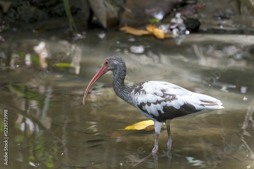 American White Ibis (Eudocimus albus), Sirena, Corcovado National Park, Puntarenas Province, Costa Rica, Central America photo