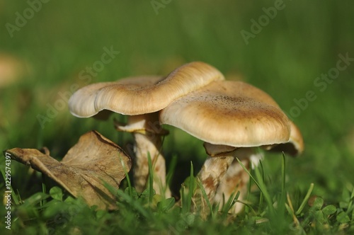 Honey Fungus, Armillaria or Openky (Armillaria)