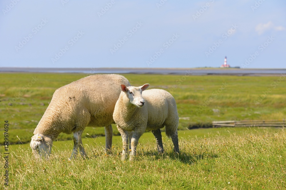 Lomestic sheep, with the Westerheversand Lighthouse in the distance, Westerhever, North Frisia, Schleswig-Holstein, northern Germany, Germany, Europe Lomestic sheep, with the Westerheversand Lighthouse in the distance, Westerhever, North Frisia, Schleswig-Holstein, northern Germany, Germany, Europe