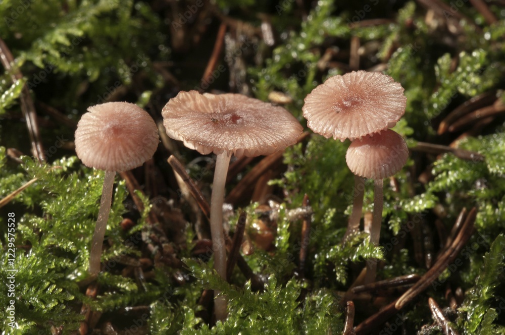 Pink Bonnet (Mycena rosella), Untergroeningen, Baden-Wuerttemberg, Germany, Europe Pink Bonnet (Mycena rosella), Untergroeningen, Baden-Wuerttemberg, Germany, Europe