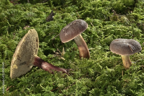 Red Cracking Bolete (Xerocomus chrysenteron), Untergroeningen, Baden-Wuerttemberg, Germany, Europe