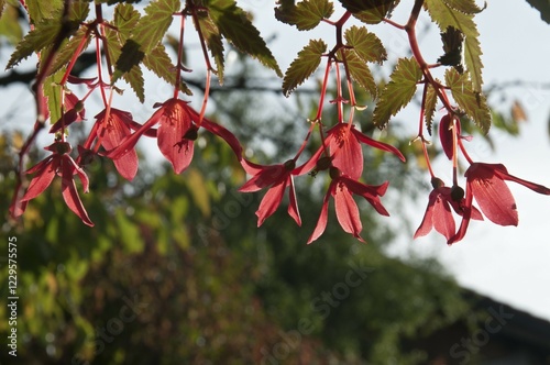 Fuchsia (Fuchsia spec), blossoms, Untergroeningen, Baden-Wuerttemberg, Germany, Europe photo