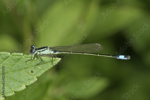 Blue-tailed Damselfly (Ischnura elegans), male, Untergroeningen, Baden-Wuerttemberg, Germany, Europe photo