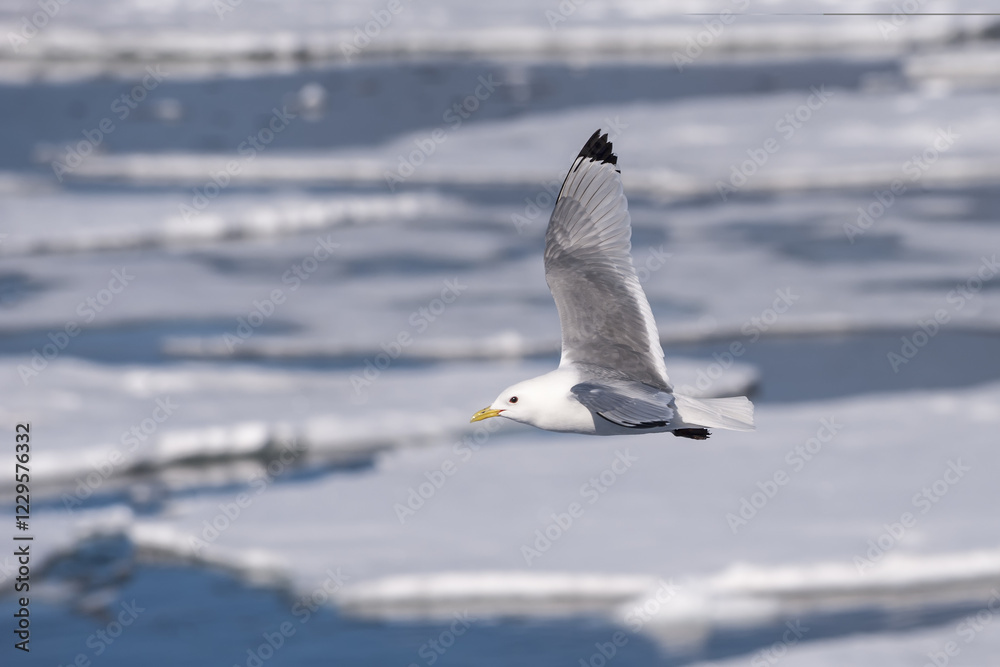 Obraz premium Black-legged Kittiwake (Rissa tridactyla) in flight, Hinlopen Strait, Svalbard Archipelago, Arctic Norway, Europe