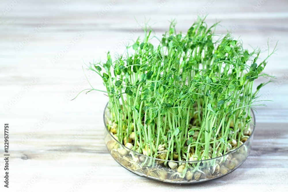 Peas microgreens with seeds and roots in a bowl cultivated at home. Microgreens as symbol of healthy eating, copy space. Peas microgreens with seeds and roots in a bowl cultivated at home. Microgreens as symbol of healthy eating, copy space.