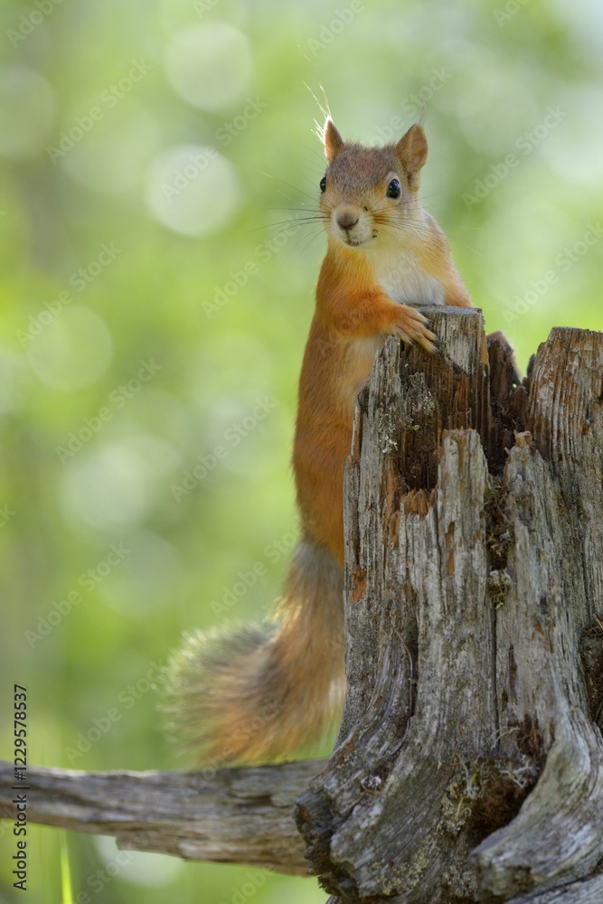 Eurasian Red Squirrel (Sciurus vulgaris) looks curiously out from behind an old pine stump, Nationalpark Oulanka, Nationalpark, Lapland, Finland, Europe Eurasian Red Squirrel (Sciurus vulgaris) looks curiously out from behind an old pine stump, Nationalpark Oulanka, Nationalpark, Lapland, Finland, Europe