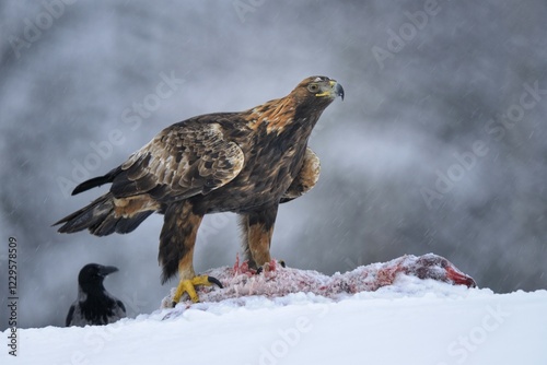 Golden Eagle (Aquila chrysaetos) with bait and a Hooded Crow (Corvus corone cornix) during a blizzard, Kainuu, Utajärvi, Nordfinnland, Finland, Europe photo