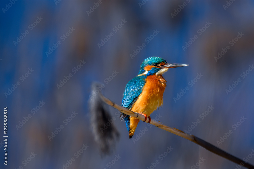 Fototapeta premium kingfisher on the branch