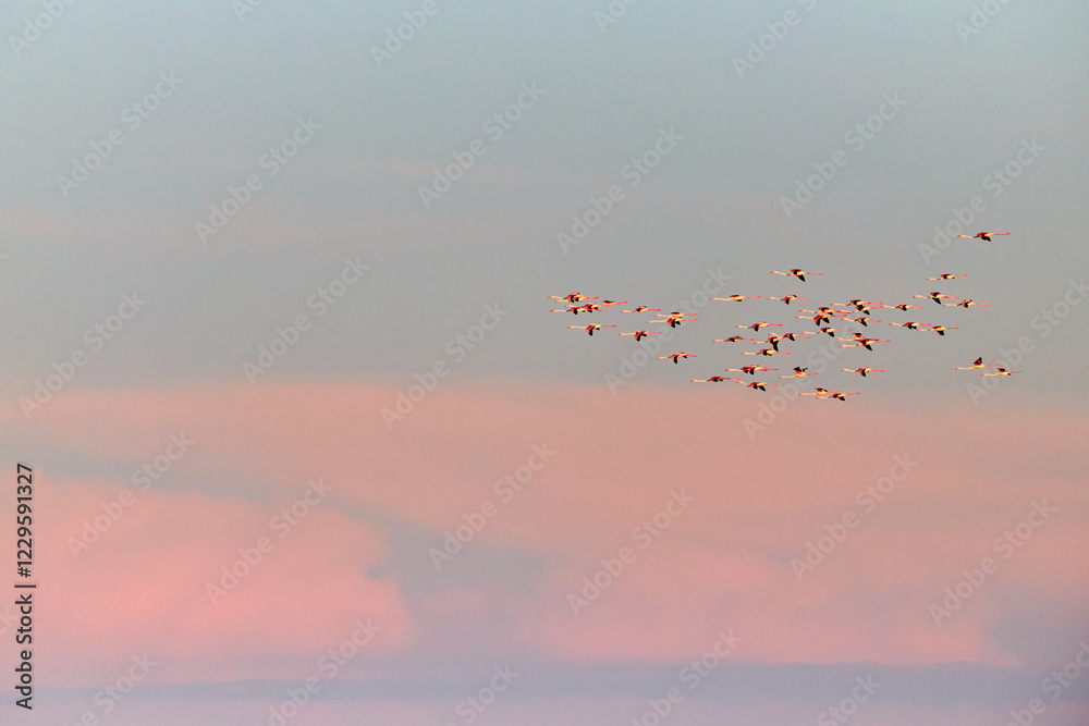Obraz premium A flock of flamingos flies against the backdrop of the sunset sky. Kurgalzhinsky reserve. Kazakhstan. Flamingos are a type of wading bird in the family Phoenicopteridae.