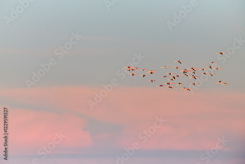 Wallpaper Mural A flock of flamingos flies against the backdrop of the sunset sky.
Kurgalzhinsky reserve. Kazakhstan.
Flamingos are a type of wading bird in the family Phoenicopteridae. Torontodigital.ca