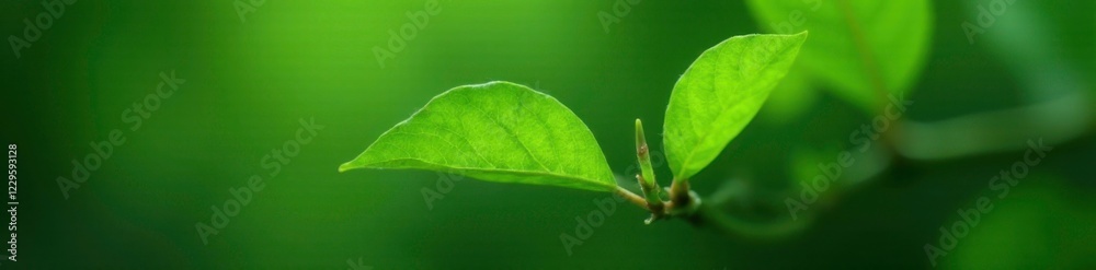 Thin green leaves stretching out from the tip of a thin branch, thin green, greenery Thin green leaves stretching out from the tip of a thin branch, thin green, greenery