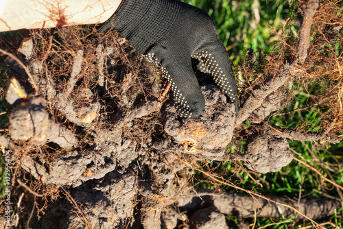 A gardener removed a diseased tree from an orchard. Bacterial root galls of a fruit tree.