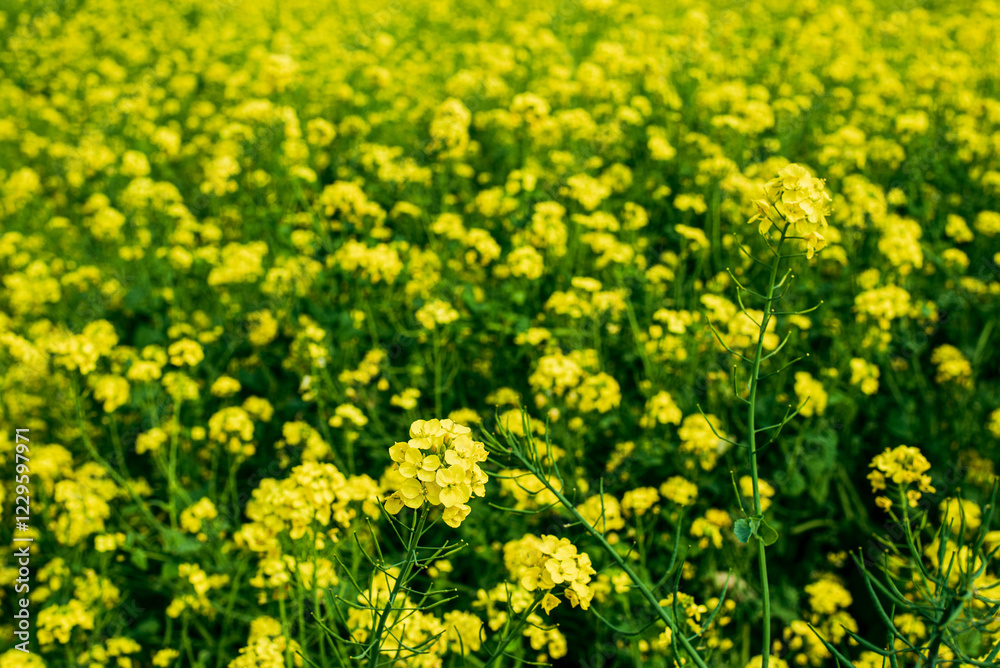 Obraz premium 菜の花畑