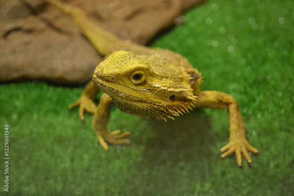 Naklejka premium Tropical reptile in the foreground. Selective focus of the animal's face.