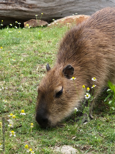 Kapibara wielka w łódzkim ogrodzie zoologicznym
