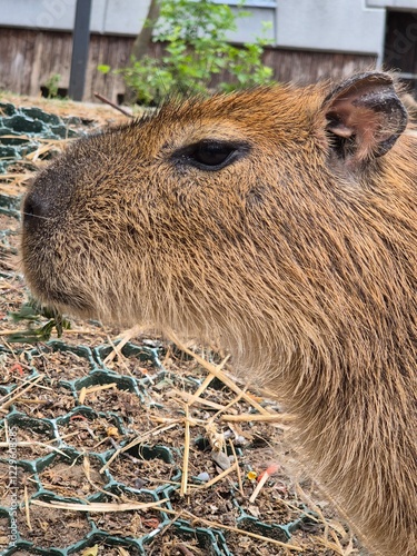 Kapibara wielka w łódzkim ogrodzie zoologicznym