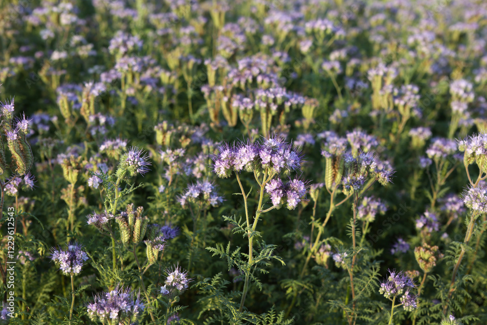 Bienenfreund - Rainfarn-Phazelie - Büschelschön Bienenfreund - Rainfarn-Phazelie - Büschelschön