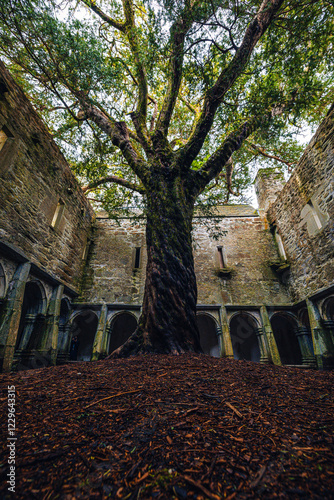 Old tree in the courtyard of Muckross Abbey ruins, Killarney National Park in Ireland