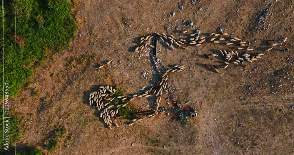 Flock Of Sheep Leaving Water Source At Sunset Rural Serbia Eastern Europe Aerial Top Down Timelapse Flock Of Sheep Leaving Water Source At Sunset Rural Serbia Eastern Europe Aerial Top Down Timelapse