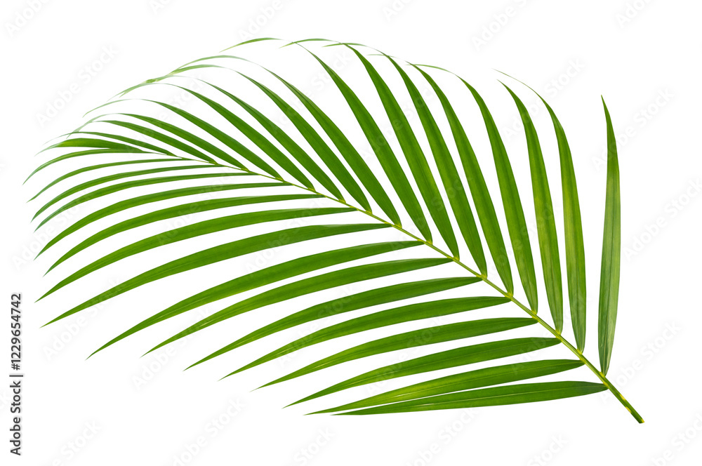 Obraz premium Palm leaf isolated on white background