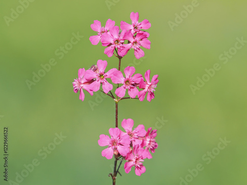 Pink flower of the sticky catchfly or clammy campion plant, Silene viscaria
