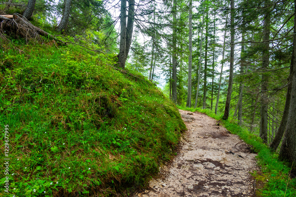 Forest trail in the Dolomites (Dolomiti, Dolomiten), Italy, leading to Lago Sorapis. Lush green plants and tall trees create a serene and refreshing natural atmosphere