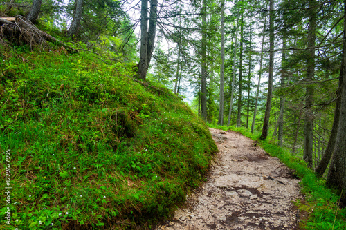 Obraz na płótnie Forest trail in the Dolomites (Dolomiti, Dolomiten), Italy, leading to Lago Sorapis. Lush green plants and tall trees create a serene and refreshing natural atmosphere w salonie