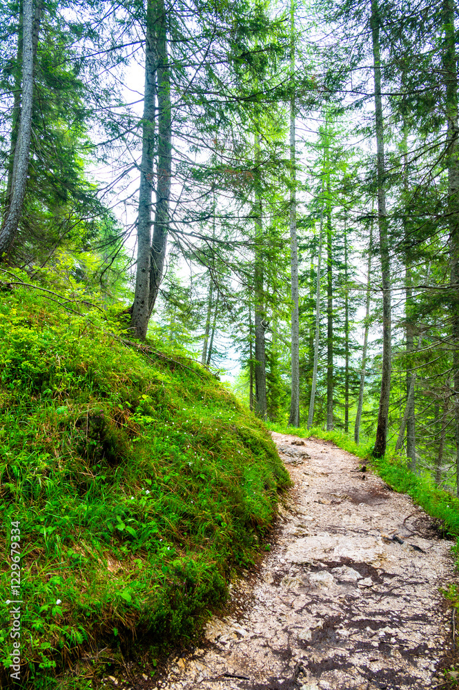 Forest trail in the Dolomites (Dolomiti, Dolomiten), Italy, leading to Lago Sorapis. Lush green plants and tall trees create a serene and refreshing natural atmosphere