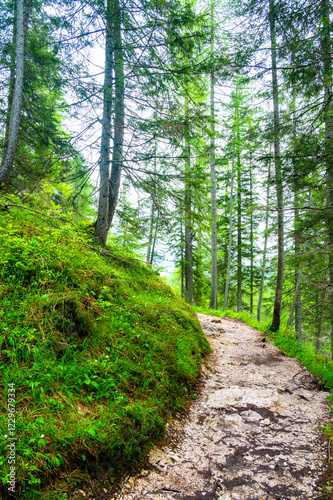 Obraz na płótnie Forest trail in the Dolomites (Dolomiti, Dolomiten), Italy, leading to Lago Sorapis. Lush green plants and tall trees create a serene and refreshing natural atmosphere w salonie