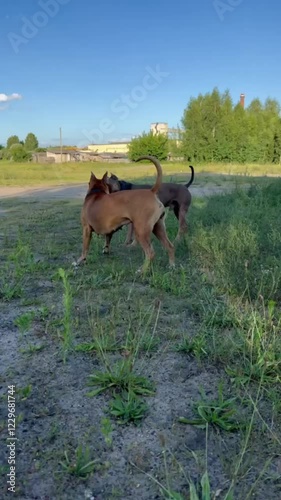 A lively red Staffordshire Terrier plays enthusiastically with a brown Pit Bull on a spacious green training ground, showcasing their friendly interaction and playful energy