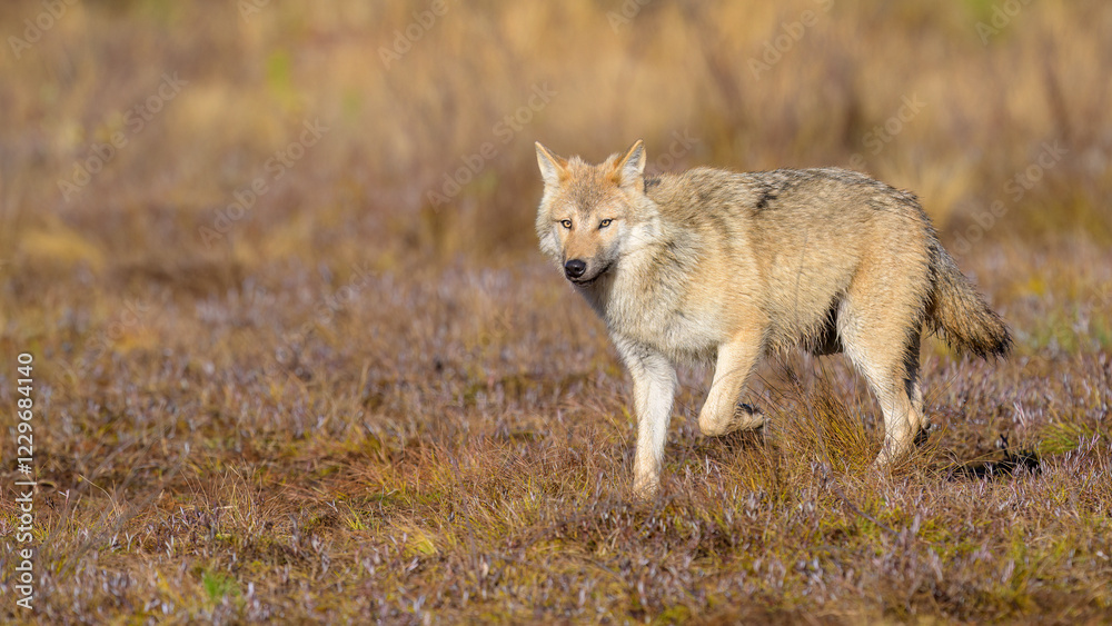 Fototapeta premium Young grey wolf (Canis lupus) in autumn