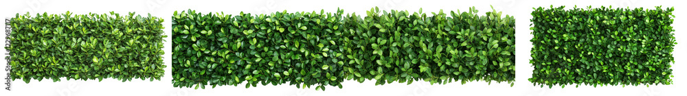 Fototapeta premium Lush Green Hedge Wall of Foliage and Leaves as Natural Decorative Backdrop