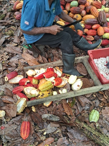 plantação e colheita de cacau no sul da bahia