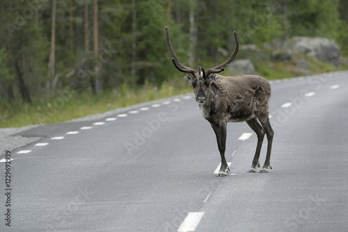 Reindeer (Rangifer tarandus) on the road, Northern Norway, Norway, Scandinavia, Europev, Europe photo