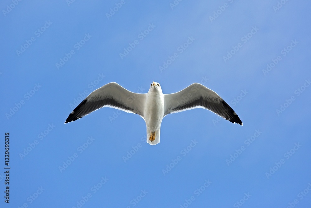 Yellow-legged gull (Larus michahellis) flying Yellow-legged gull (Larus michahellis) flying