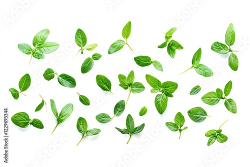 Fresh Oregano Sprigs Scattered on White Background