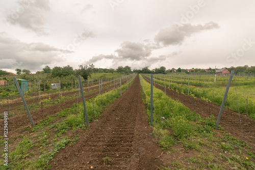 young vineyard bushes in spring nature