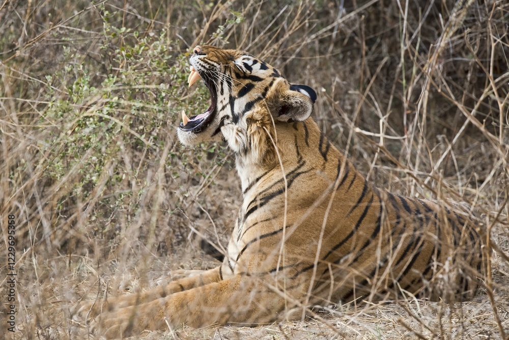 Bengal Tiger (Panthera tigris tigris), yawning, Ranthambore National Park, Rajasthan, India, Asia