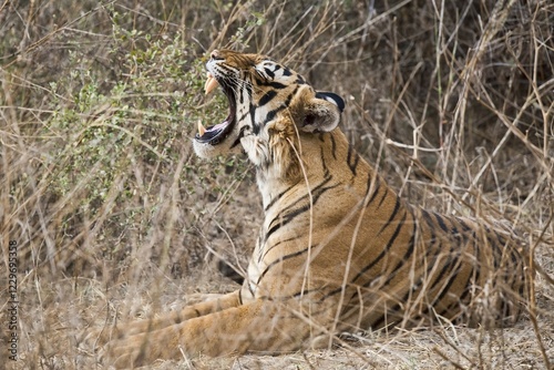 Obraz na płótnie Bengal Tiger (Panthera tigris tigris), yawning, Ranthambore National Park, Rajasthan, India, Asia w salonie