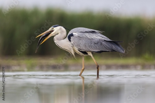 Obraz na plátně Grey heron (Ardea cinerea) with big fish in the beak, Bács-Kiskun, Hungary, Euro