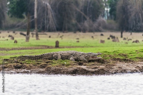 Marsh Crocodile (Crocodylus palustris), Kabini River, Kabini Lake, Kabini Reservoir, Nagarhole National Park, Nagarhole National Park, Karnataka, South India, India, Asia photo